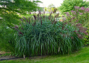 Chinaschilf - Miscanthus sinensis Malepartus - Ansicht 7